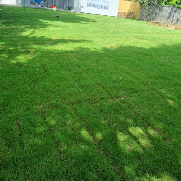 Established green lawn sloping gently across a back yard