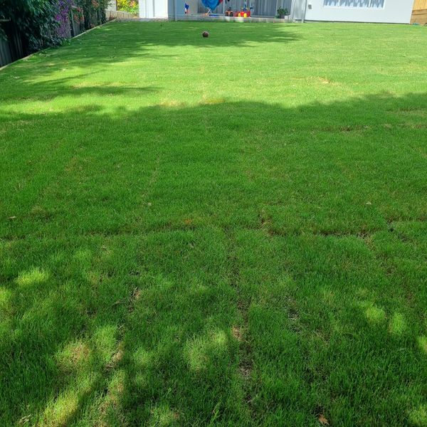 Flat, evenly graded lawn running the width of a back yard