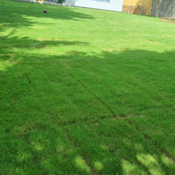Freshly laid turf lawn with the roll seams still visible