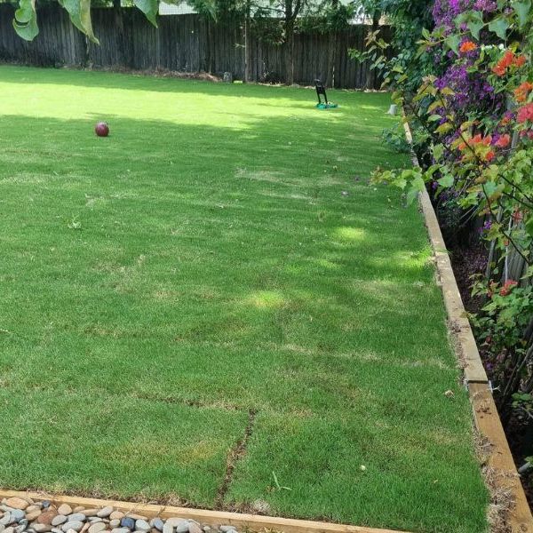 Newly laid turf lawn beside timber garden edging