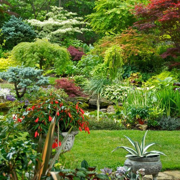 Ornamental garden planted with maples, shrubs and flowering perennials
