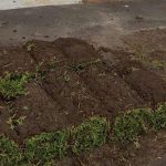 Hard Landscaping Sydney Turf Laying